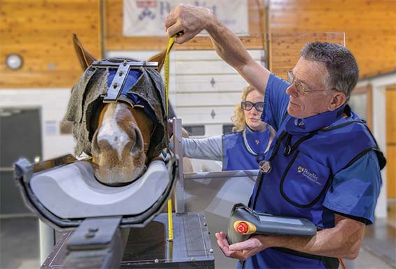 Veterinarian working with horse