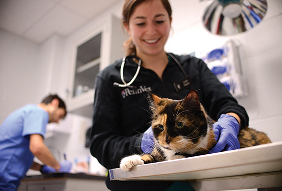 veterinarian with cat